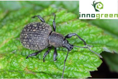 Innogreen bestrijdingskalender