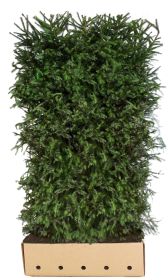 Picea Abies B 100 x D 40 cm x H 200 cm